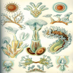 Phylum Bryozoa